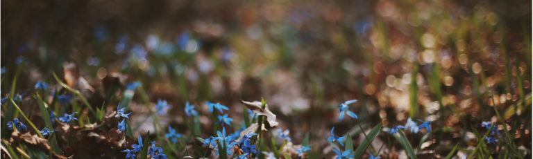 Blumen